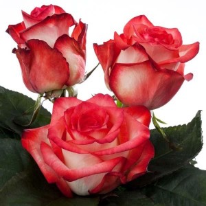 Роза BLUSH (Блаш) 60 см